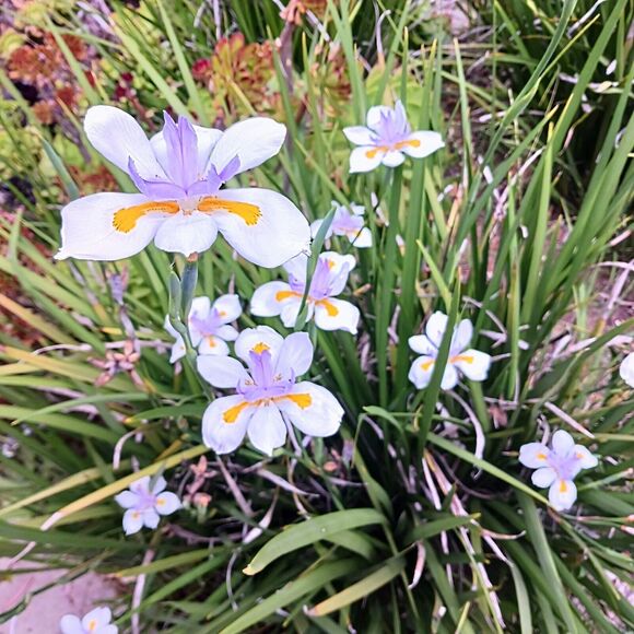 JAPANESE IRIS 10 SEEDS Dietes Iriodiodes Fortnight Lily Evergreen Grass Drought - Picture 12 of 13